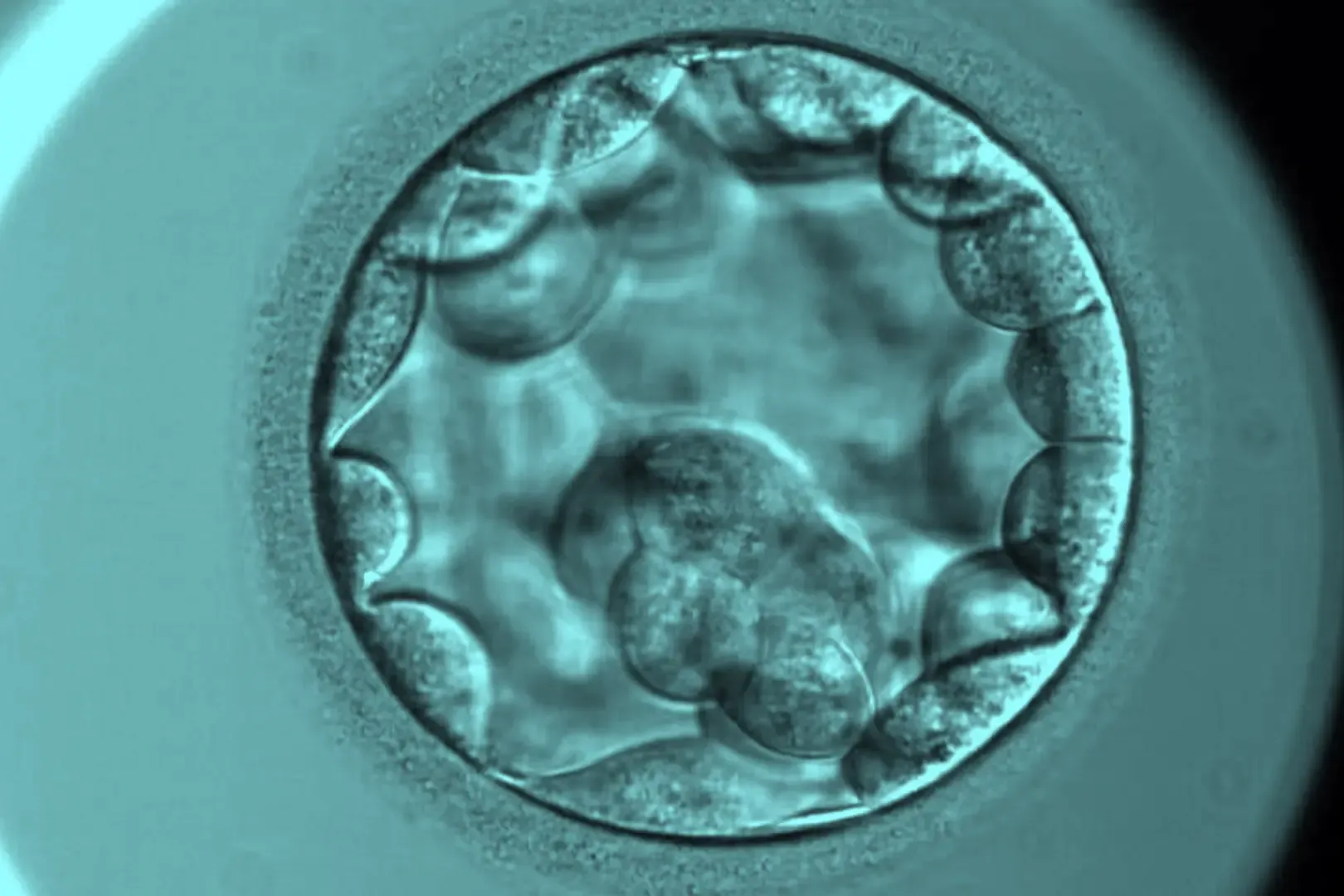 embryo at blastocyst stage ready for transfer