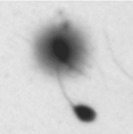 chromatyna plemnikowa