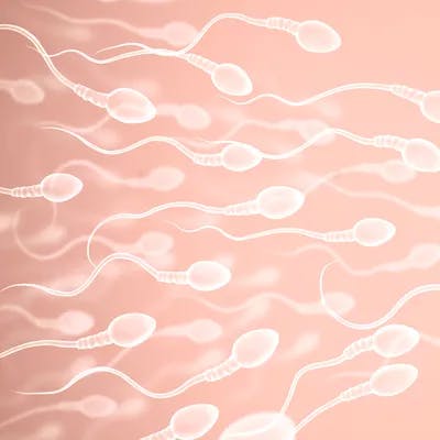 Sperm through a microscope
