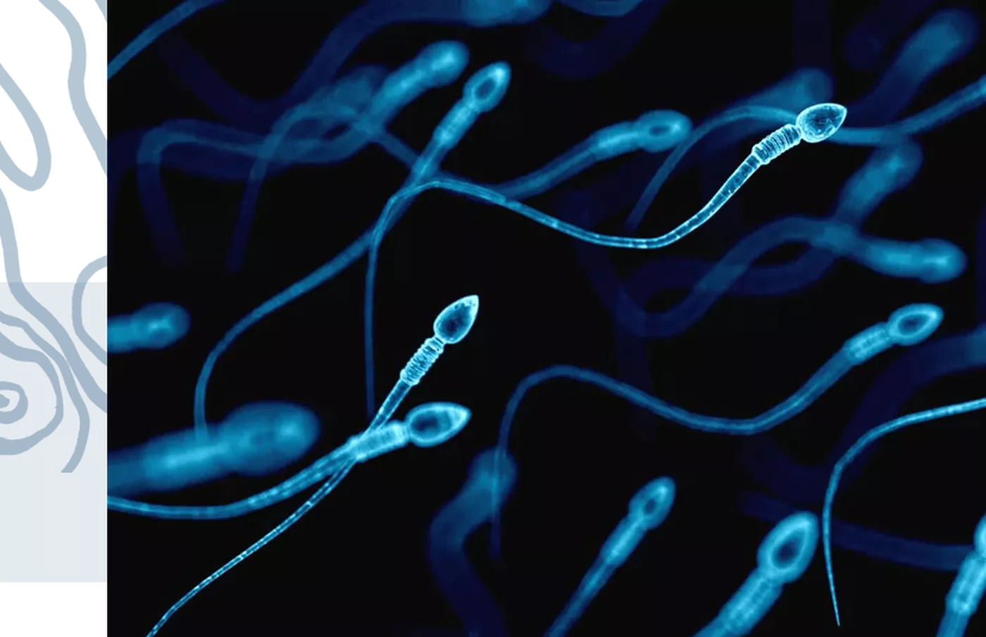 SpermFit-Test - DNA-Analyse für Spermien